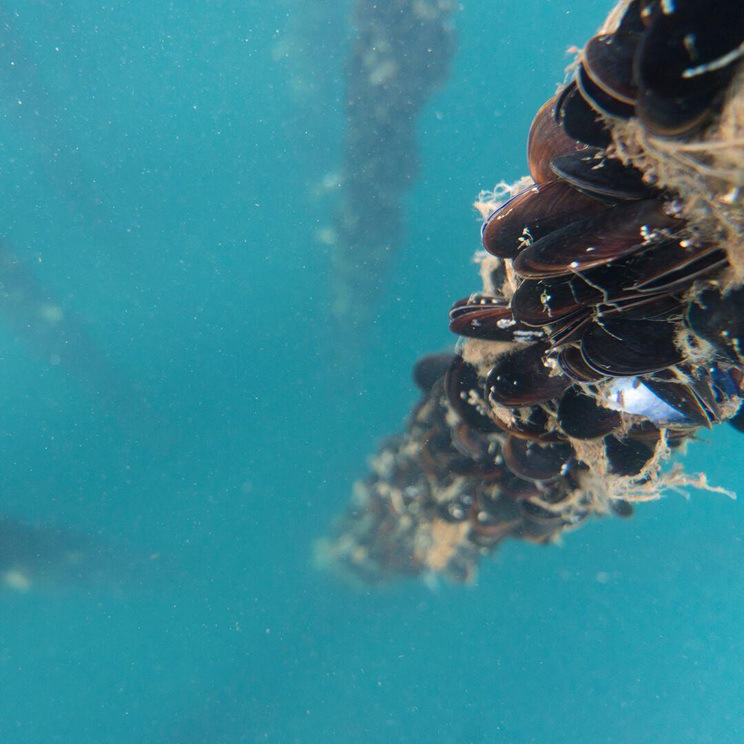 Provisions Smoked Mussels | Patagonia online