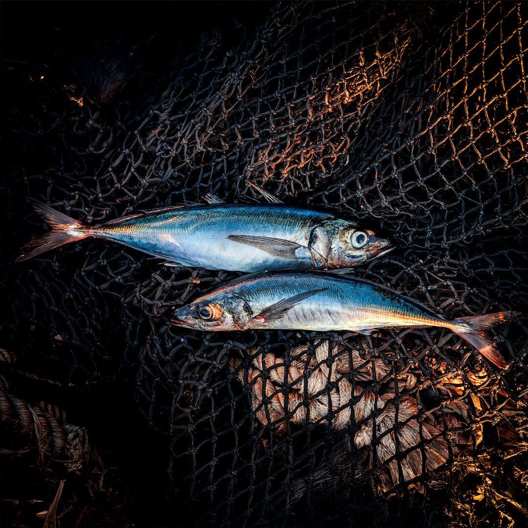 Provisions Smoked Jack Mackerel | Patagonia on sale