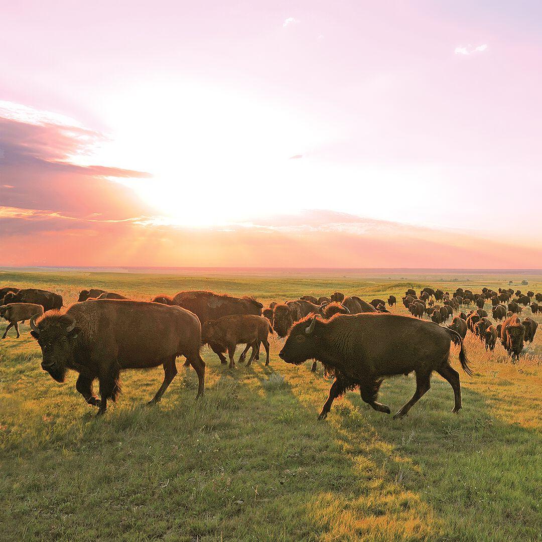Provisions Grass-Fed Ranch Bison Meat Sticks | Patagonia sale